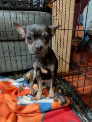 Found/Stray Female Dog last seen sunnyland and 45, Houston, TX 77023