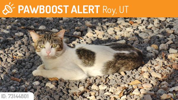Found/Stray Female Cat last seen Eagle Lake Golf Course, Roy, UT 84067