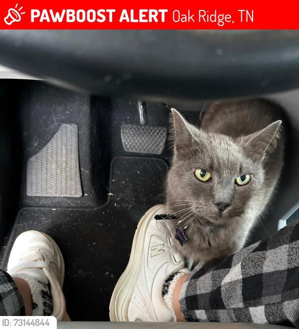 Lost Male Cat last seen West Arrowood, Oak Ridge, TN 37830