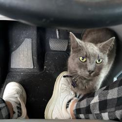 Lost Male Cat last seen West Arrowood, Oak Ridge, TN 37830