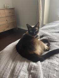 Reunited Female Cat last seen Covington at Providence neighborhood, Charlotte, NC 28270