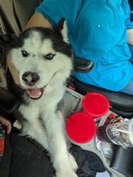 Reunited Male Dog last seen N Flores 78212, San Antonio, TX 78212