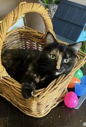 Reunited Female Cat last seen Stanton Avenue, Holy Spirit church, Hoffman Road, Pittsburgh, PA 15209