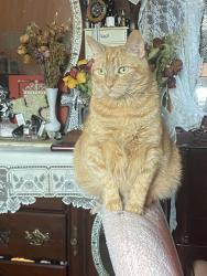 Reunited Male Cat last seen Mantalcino Dr, Round Rock, 78665 Tx, Round Rock, TX 78665