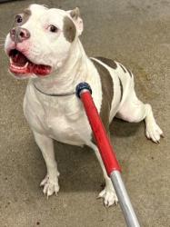 Shelter Stray Female Dog last seen Near Nelson, 4th District, OH, 9203 Detroit Ave, Cleveland, OH 44102, USA