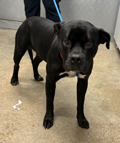Shelter Stray Female Dog last seen Near Underwood, 5th District, OH, 9203 Detroit Ave, Cleveland, OH 44102, USA