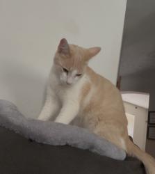 Lost Male Cat last seen Davis Rd near Gwinnett County Fairgrounds, Lawrenceville, GA 30046