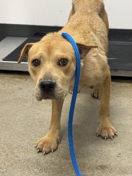 Shelter Stray Female Dog last seen Near E 141, 5th District, OH, 9203 Detroit Ave, Cleveland, OH 44102, USA