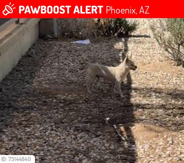 Lost Male Dog last seen W Pueblo Ave Phoenix, AZ 85043 United States, Phoenix, AZ 85043