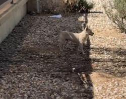 Lost Male Dog last seen W Pueblo Ave Phoenix, AZ 85043 United States, Phoenix, AZ 85043