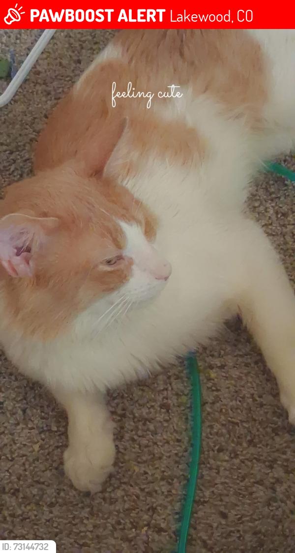 Lost Male Cat last seen Alameda street, Lakewood, CO 80228