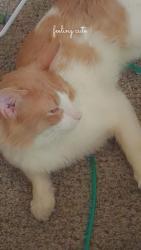 Lost Male Cat last seen Alameda street, Lakewood, CO 80228