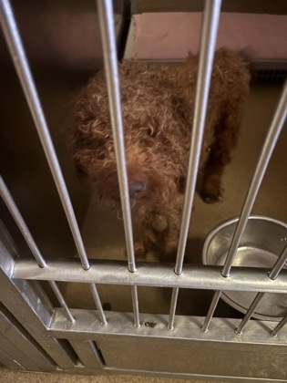 Shelter Stray Male Dog last seen Near Mona, Duncanville, TX, 1150 E Pleasant Run Rd, Cedar Hill, TX 75104, USA