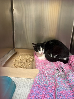 Shelter Stray Unknown Cat last seen Near Sierra Blanca, Duncanville, TX, 1150 E Pleasant Run Rd, Cedar Hill, TX 75104, USA