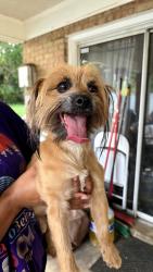 Found/Stray Male Dog last seen Groveton Dr near PGPD., Clinton, MD 20735
