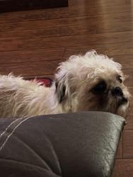 Lost Male Dog last seen Near pinewilde dr, Houston, TX 77066