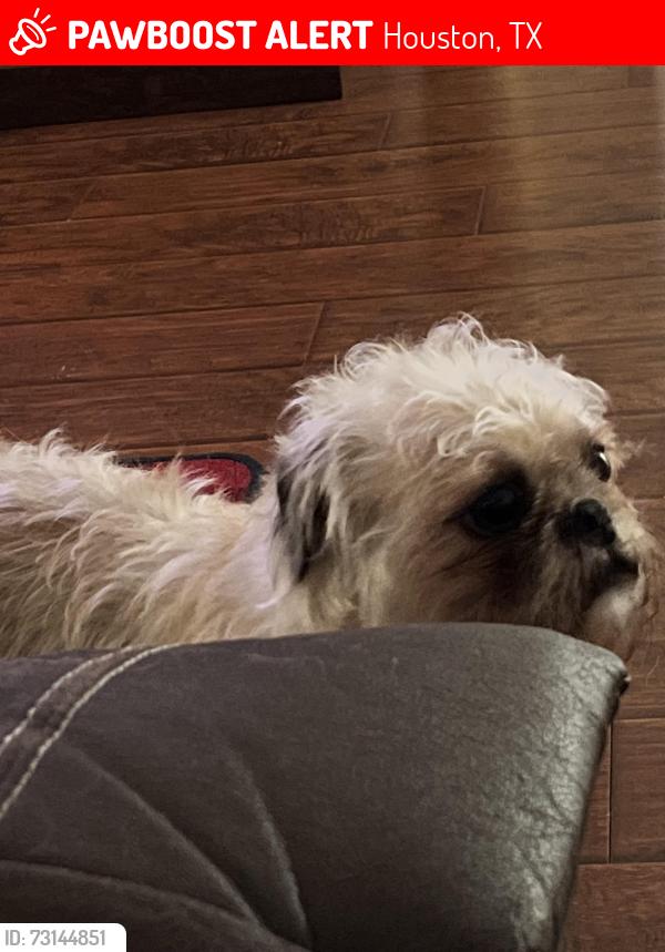 Lost Male Dog last seen Near pinewilde dr, Houston, TX 77066