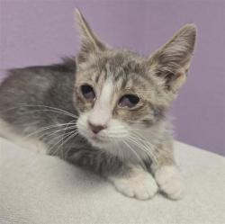 Shelter Stray Female Cat last seen Near N Kansas, CITY of El Paso, TX, 5001 Fred Wilson Ave, El Paso, TX 79906, USA