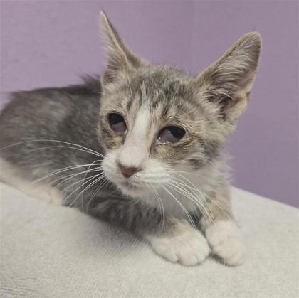 Shelter Stray Female Cat last seen Near N Kansas, CITY of El Paso, TX, 5001 Fred Wilson Ave, El Paso, TX 79906, USA
