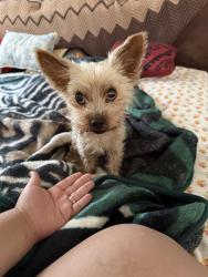 Lost Male Dog last seen Chase st, Los Angeles, CA 91402