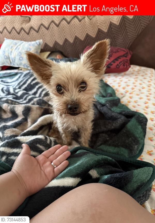 Lost Male Dog last seen Chase st, Los Angeles, CA 91402