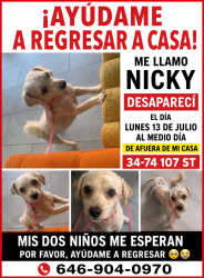 Lost Female Dog last seen 34-74 107st, Queens, NY 11368