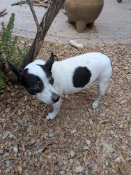 Reunited Female Dog last seen Continental Reserve Loop, Marana, AZ 85743