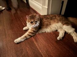 Reunited Male Cat last seen Park Ave & Lombardy Street, Richmond, VA 23220