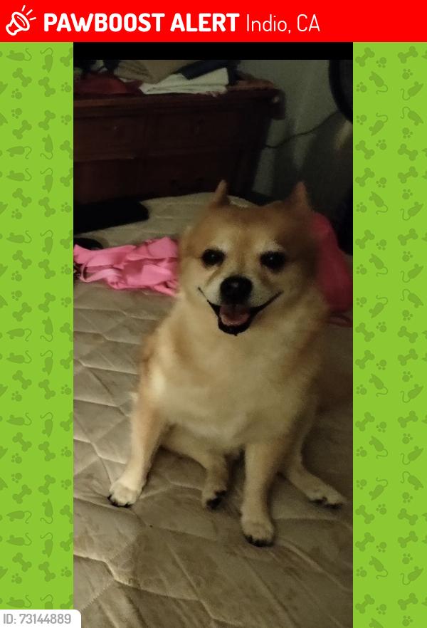 Lost Male Dog last seen Buckingham, Indio, CA 92201