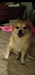 Lost Male Dog last seen Buckingham, Indio, CA 92201