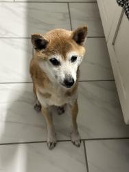 Lost Female Dog last seen Nature Trail Drive, Greer, Greer, SC 29651