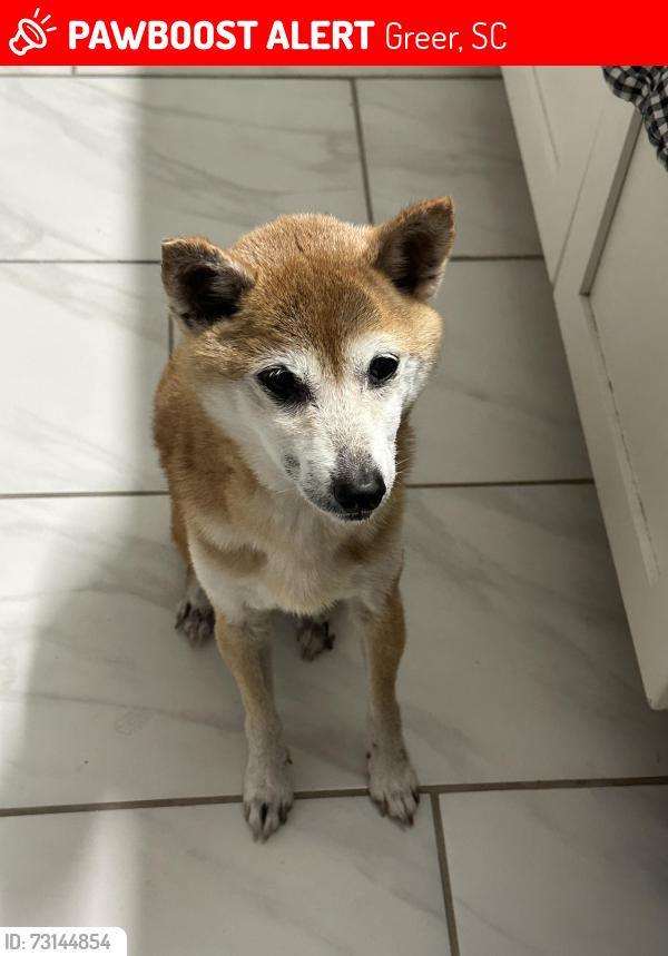 Lost Female Dog last seen Nature Trail Drive, Greer, Greer, SC 29651