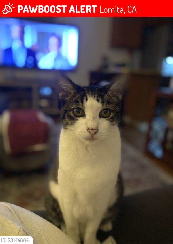 Lost Female Cat last seen 247th and Cypress Ave, Lomita, CA 90717