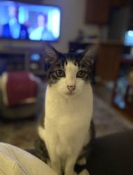 Lost Female Cat last seen 247th and Cypress Ave, Lomita, CA 90717