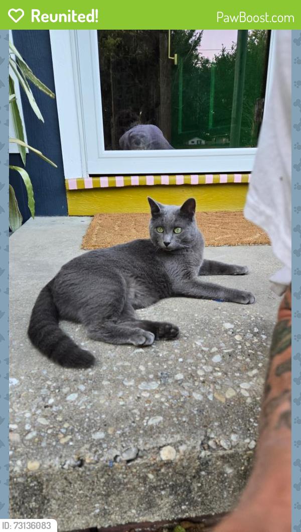 Reunited Male Cat last seen Carolina Beach Road and Shipyard blv., Wilmington, NC 28401