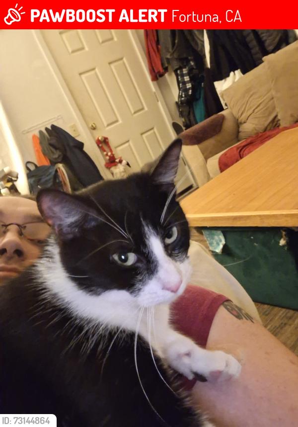 Lost Male Cat last seen Near fortuna highschool, Fortuna, CA 95540