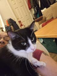Lost Male Cat last seen Near fortuna highschool, Fortuna, CA 95540