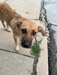 Found/Stray Female Dog last seen Irvington, Tecumseh, OK 74873