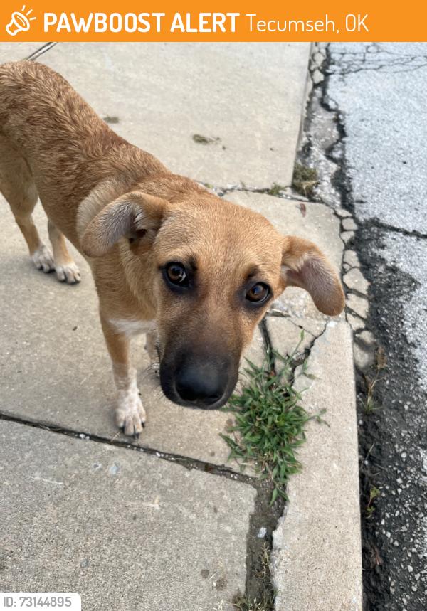 Found/Stray Female Dog last seen Irvington, Tecumseh, OK 74873