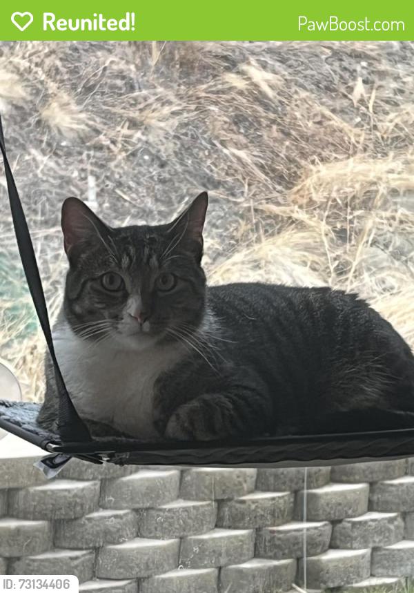 Reunited Male Cat last seen Eagle Ridge Drive, North Salt Lake, UT 84054