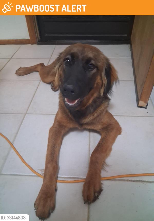 Found/Stray Female Dog last seen Central Rd & Poppy Rd, Apple Valley, CA 92308, San Bernardino County, CA 92308