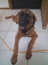 Found/Stray Female Dog last seen Central Rd & Poppy Rd, Apple Valley, CA 92308, San Bernardino County, CA 92308