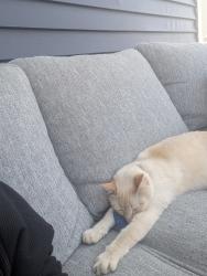 Lost Male Cat last seen NW Reinhart and NW Greenwood, Ankeny, IA 50023