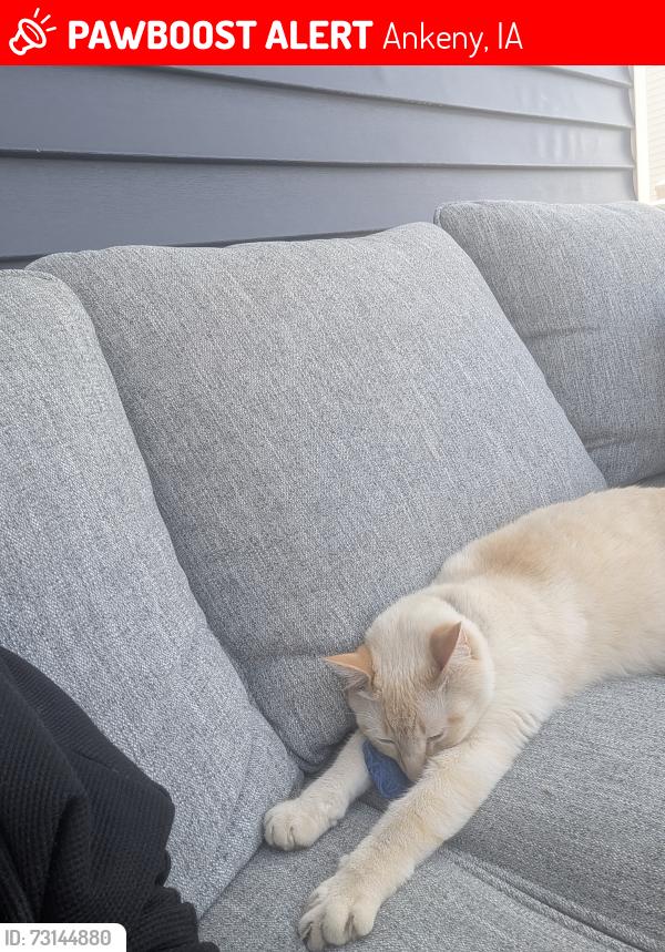 Lost Male Cat last seen NW Reinhart and NW Greenwood, Ankeny, IA 50023