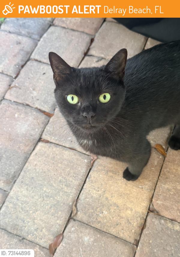 Found/Stray Unknown Cat last seen Webb and Gulfstream, Delray Beach, FL 33444