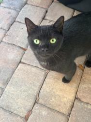 Found/Stray Unknown Cat last seen Webb and Gulfstream, Delray Beach, FL 33444