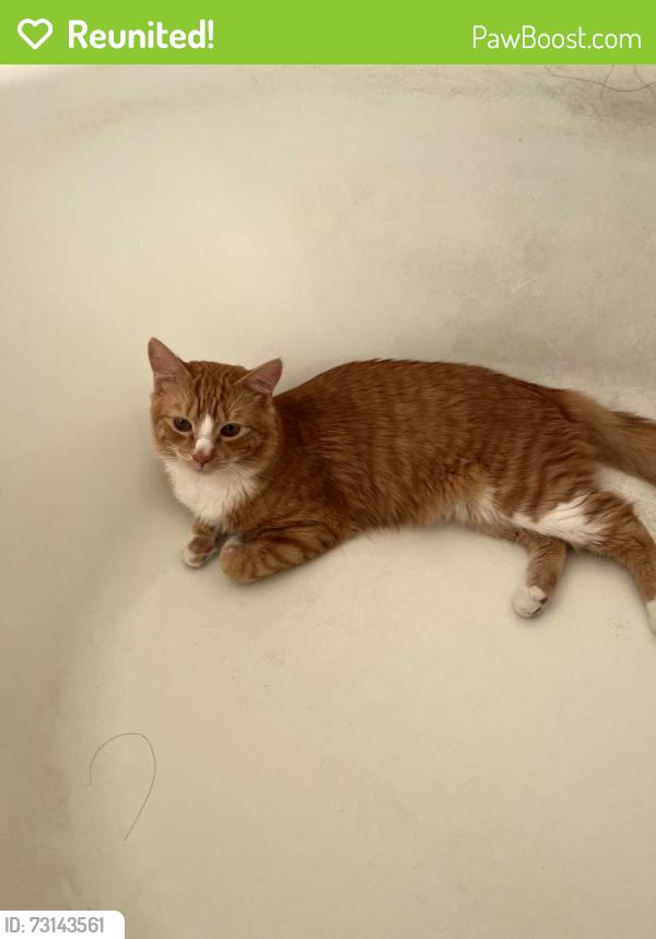 Reunited Male Cat last seen Near Cantera, Santa Ana / home, Santa Ana, CA 92703