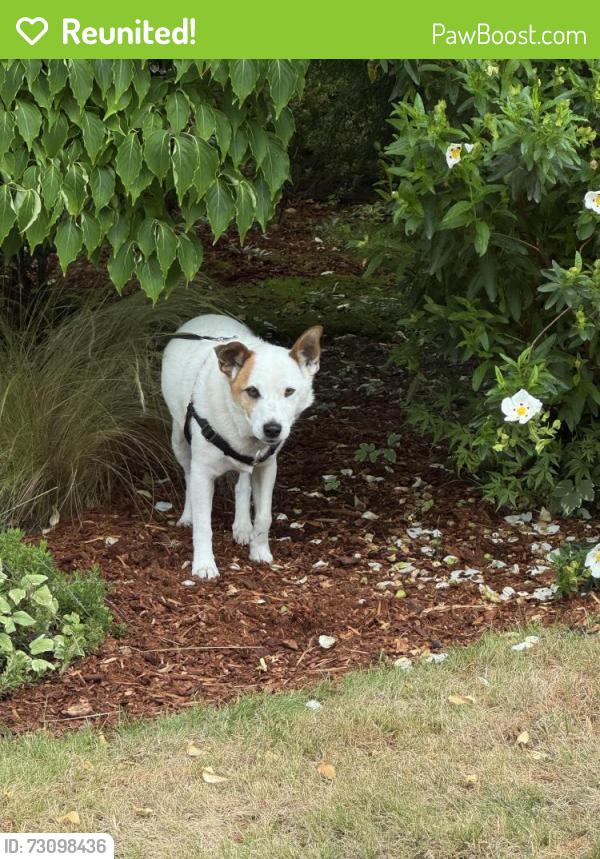 Reunited Male Dog last seen Near 280th Drive SE Issaquah, Issaquah, WA 98027