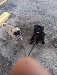 Found/Stray Male Dog last seen 25th Street & Pearl Ave 76164, Fort Worth, TX 76164