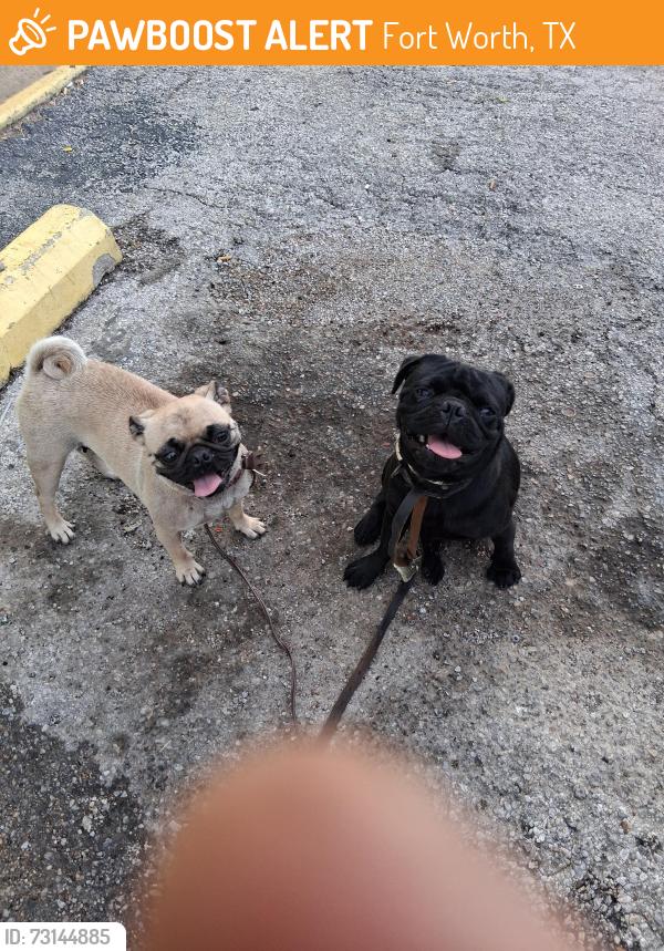 Found/Stray Male Dog last seen 25th Street & Pearl Ave 76164, Fort Worth, TX 76164